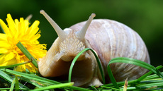 Weinbergschnecke_ (9).jpg